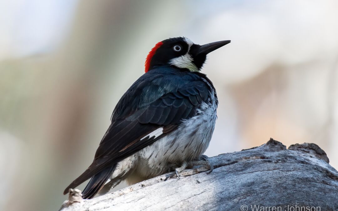 Female Acorn Woodpecker (Melanerpes formicivorus)