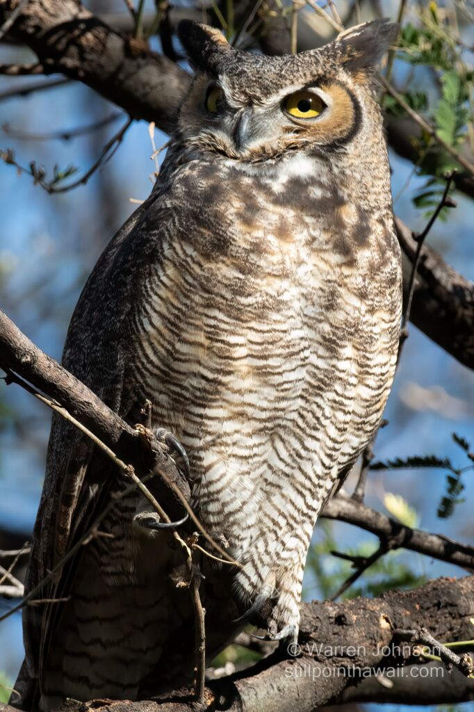 Great Horned Owl (Bubo virginianus)