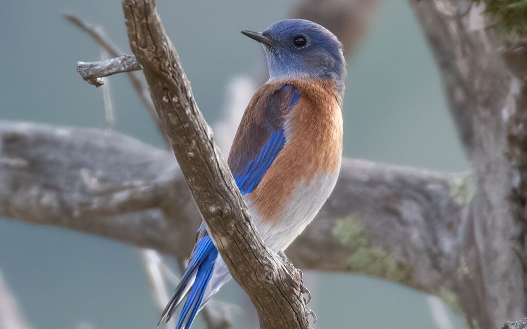Western Bluebird (Sialia mexicana)