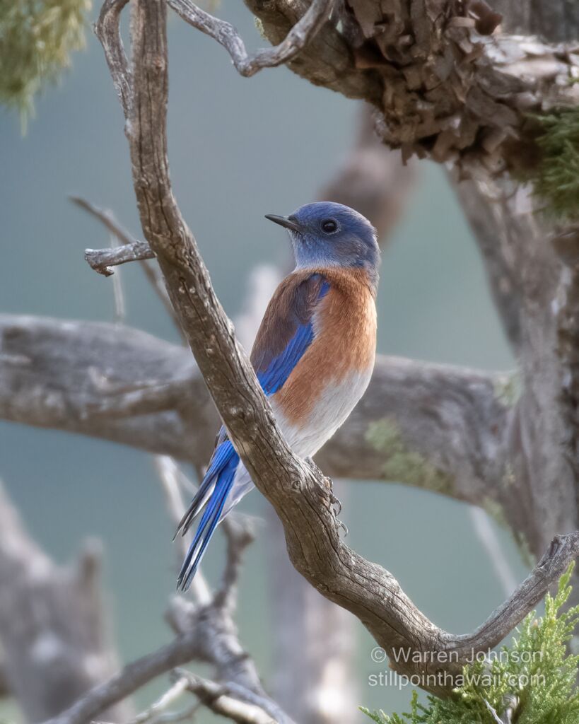 Western Bluebird (Sialia mexicana)