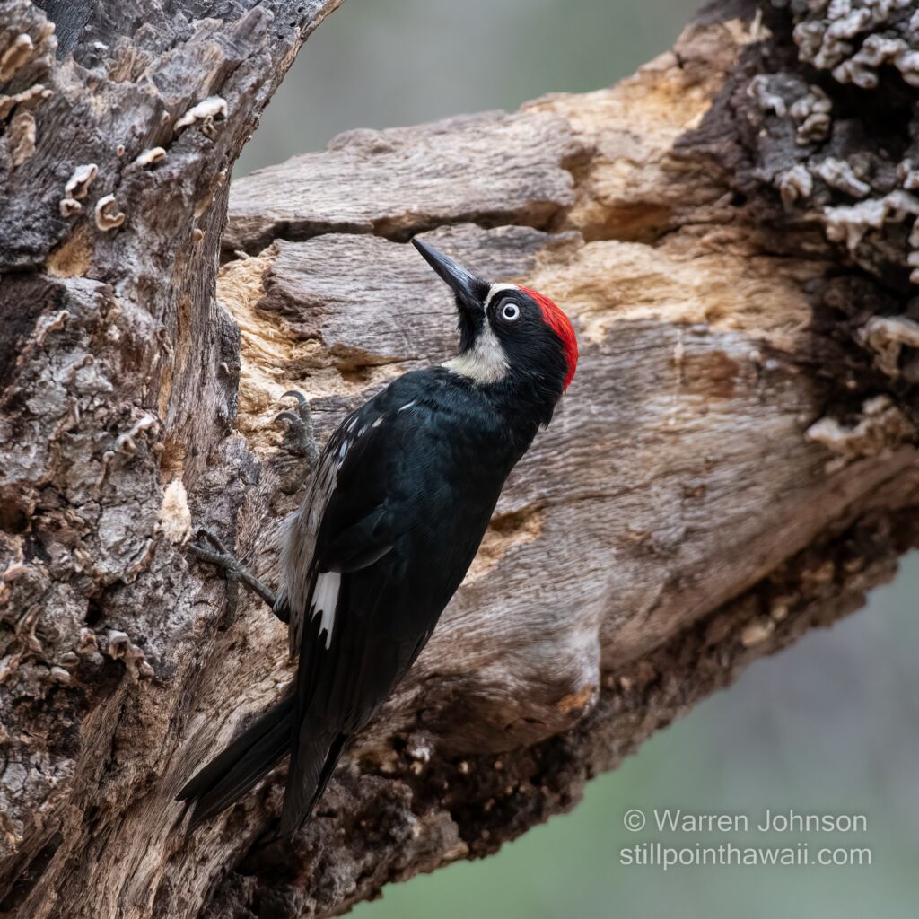 Male Acorn Woodpecker (Melanerpes formicivorus)