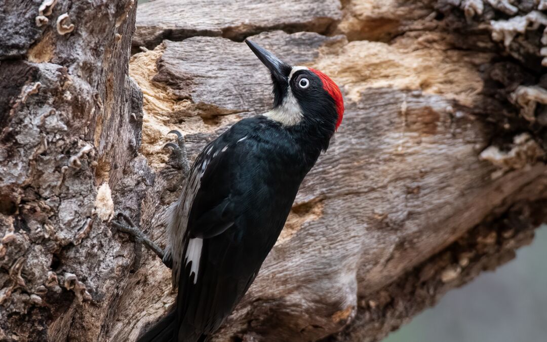 Male Acorn Woodpecker (Melanerpes formicivorus)