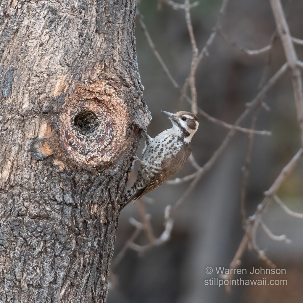 Arizona Woodpecker (Picoides arizonae)