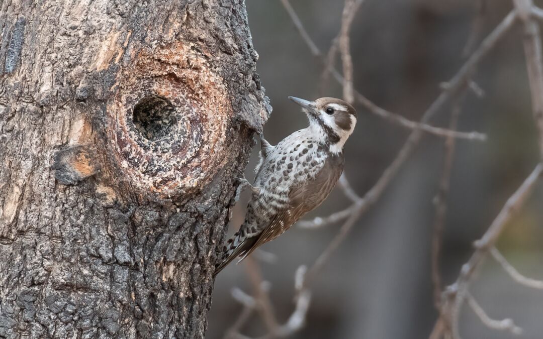 Arizona Woodpecker (Picoides arizonae)