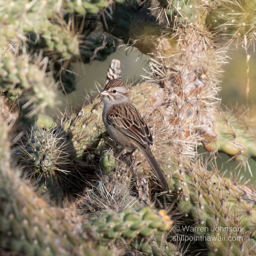 Rufous-winged Sparrow (Peucaea carpalis)