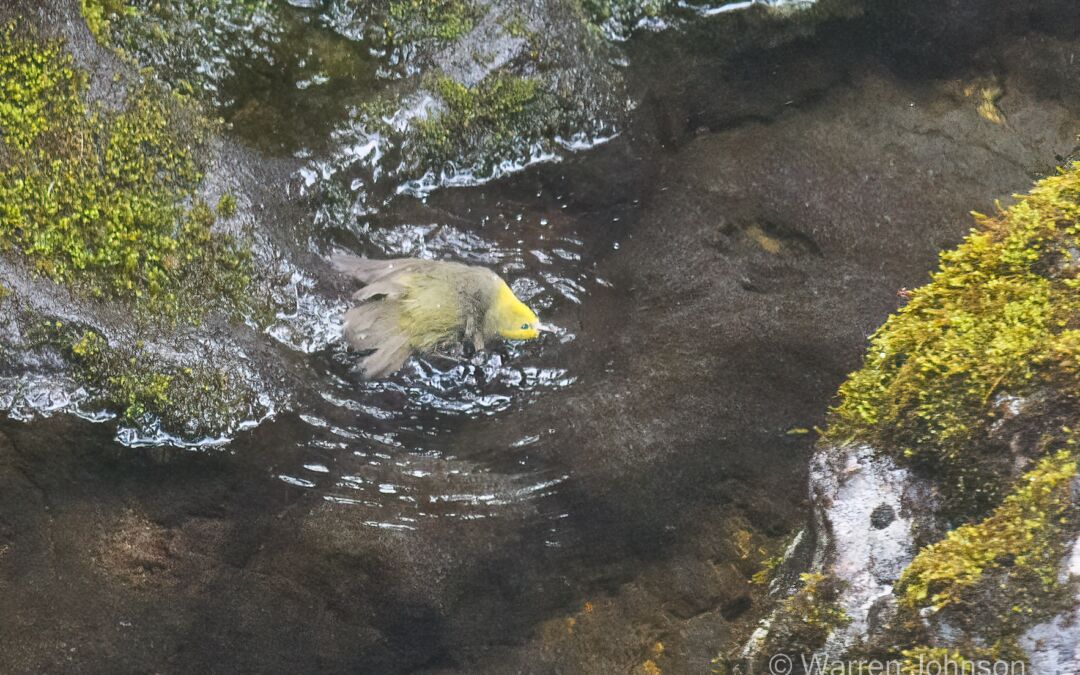Maui ‘Alauahio bathing