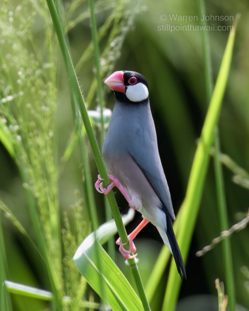 Java Sparrow (Lonchura oryzivora)