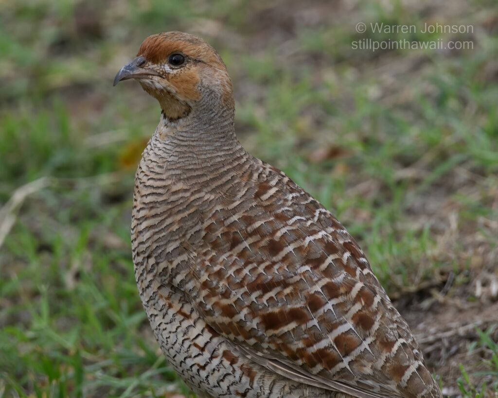 Gray Francolin (Francolinus pondicerianus)