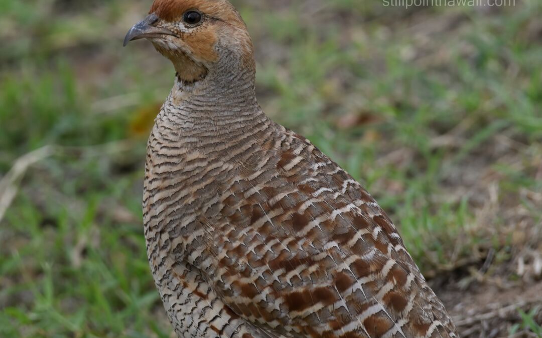 Gray Francolin (Francolinus pondicerianus)