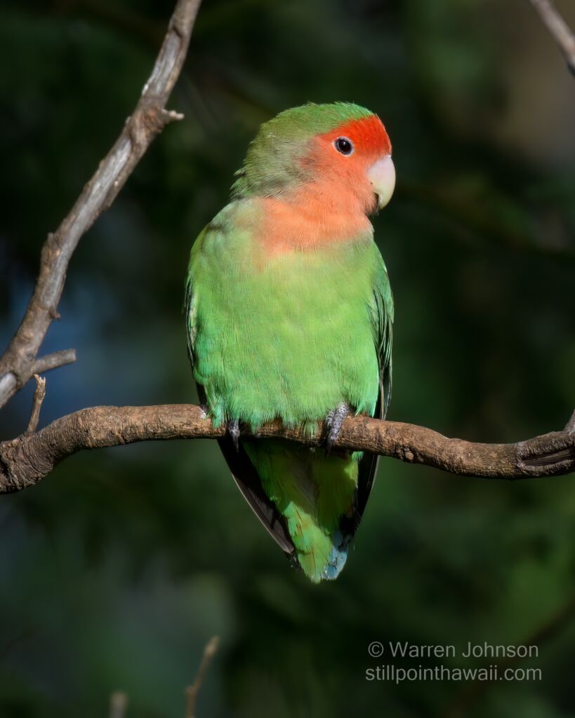 Rosy-faced Lovebird (Agapornis roseicollis)