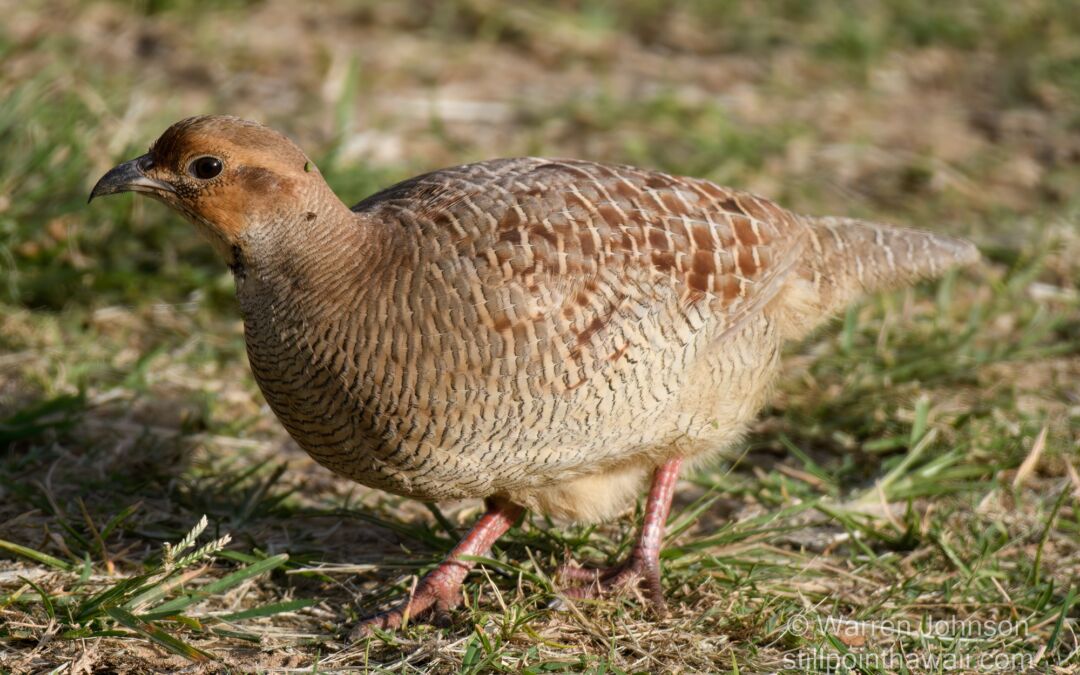 Gray Francolin (Francolinus pondicerianus)
