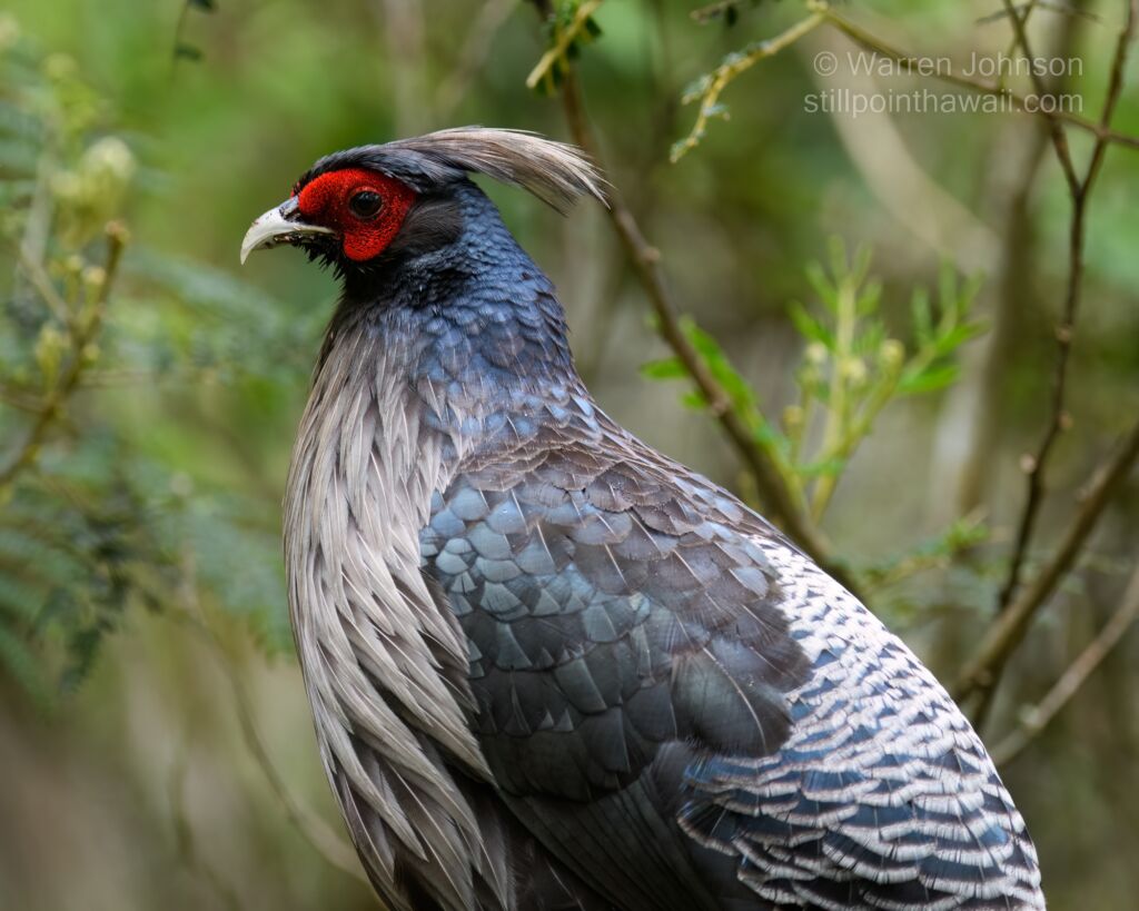 Kalij Pheasant (Lophura leucomelanos hamiltonii)