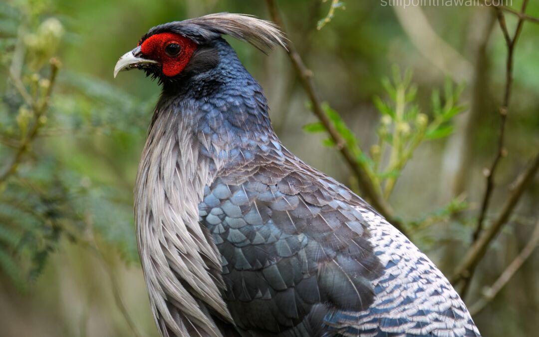 Kalij Pheasant (Lophura leucomelanos hamiltonii)