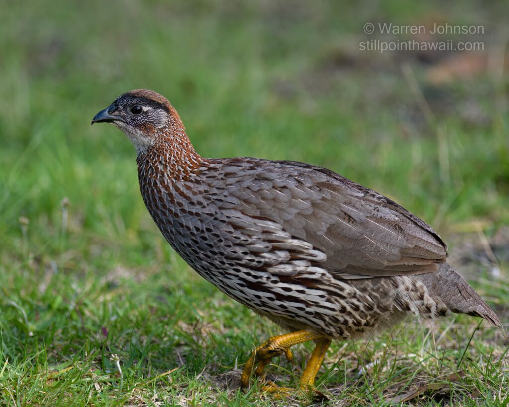 Erckel’s Spurfowl (Pternistis erckelii)