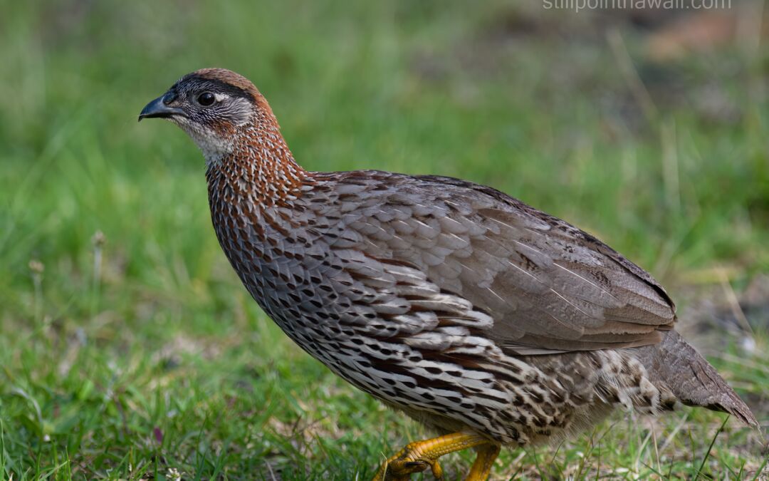 Erckel’s Spurfowl (Pternistis erckelii)