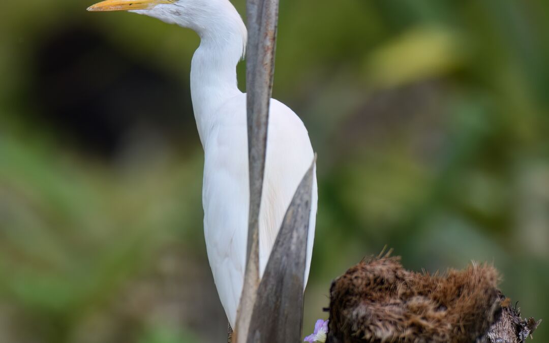 Cattle Egret (Ardea ibis)