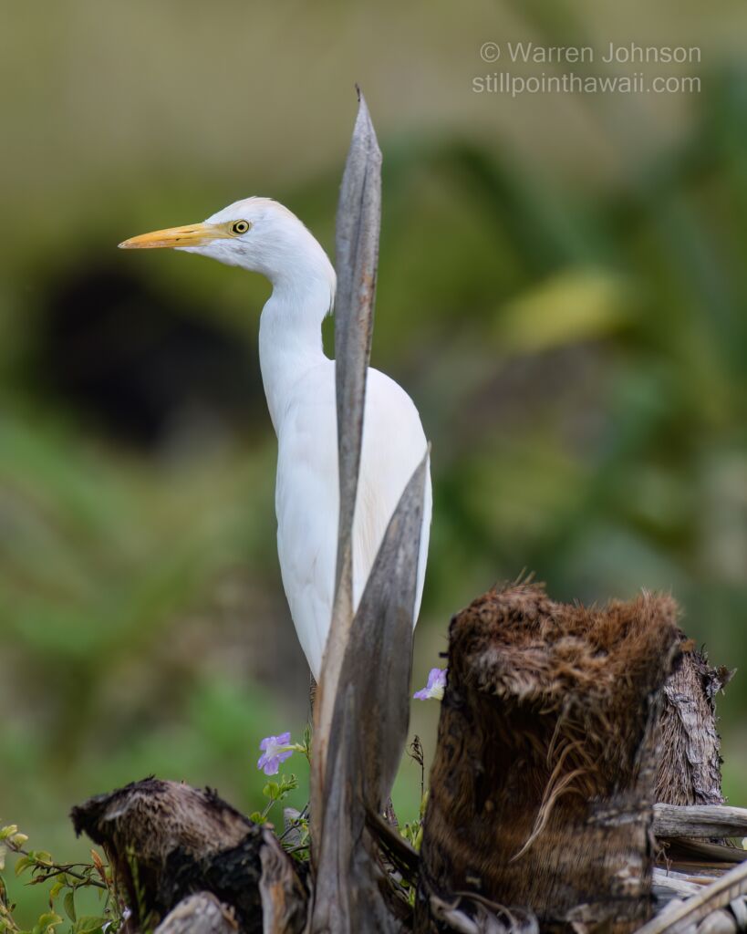 Cattle Egret (Ardea ibis)