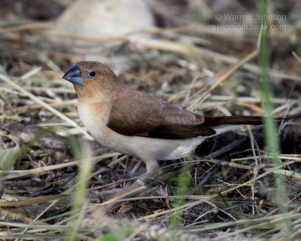 African Silverbill (Lonchura cantans)