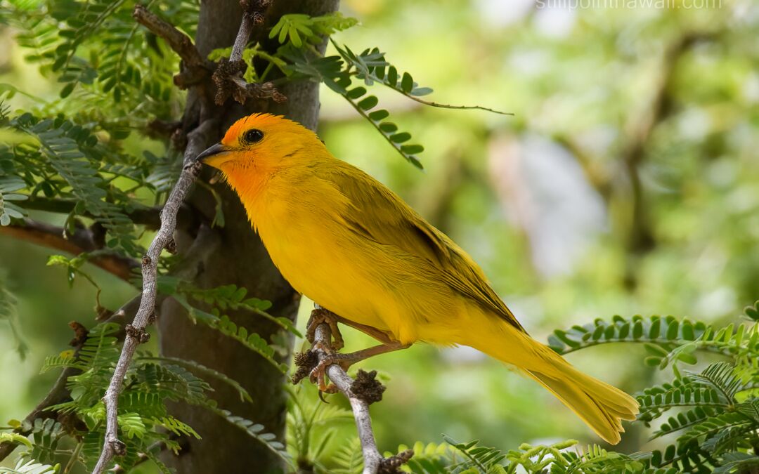 Saffron Finch (Sicalis flaveola)