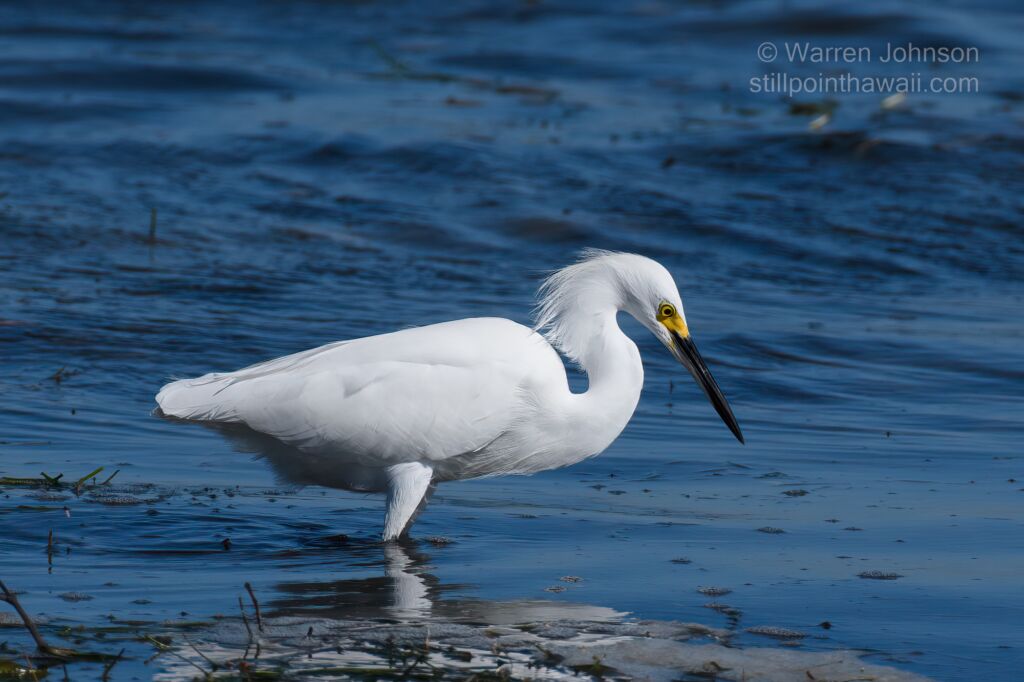 Snowy Egret