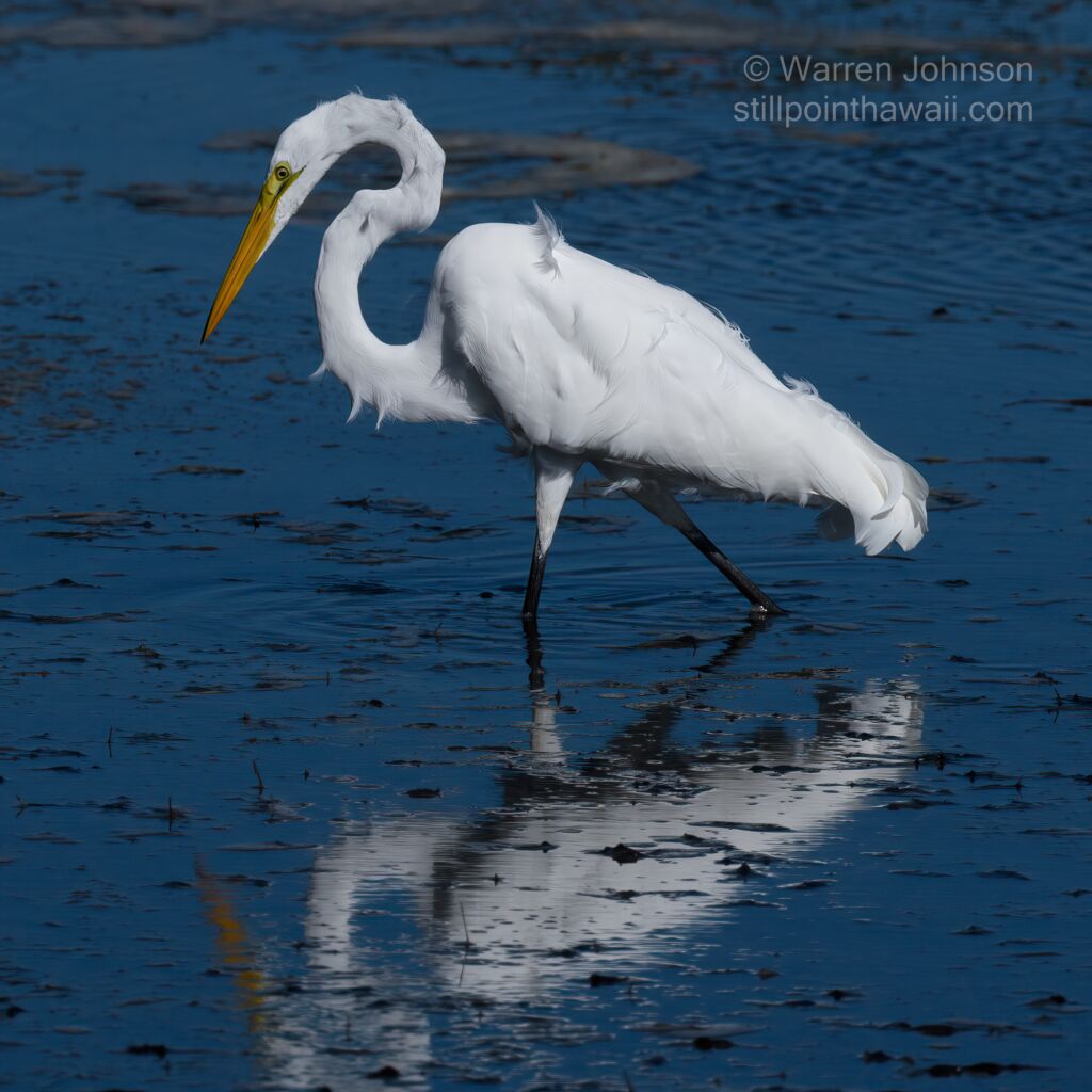 Great Egret