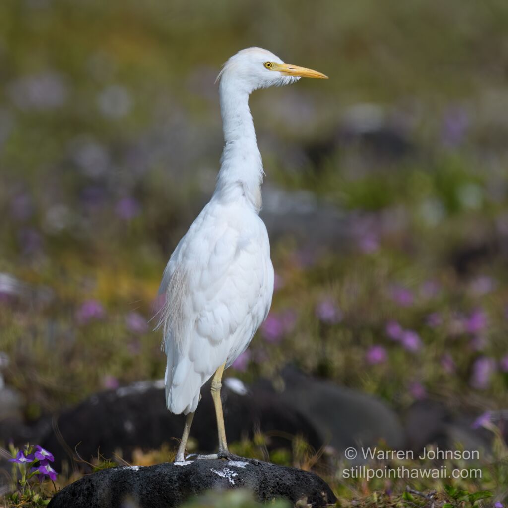 Cattle Egret (Ardea ibis)