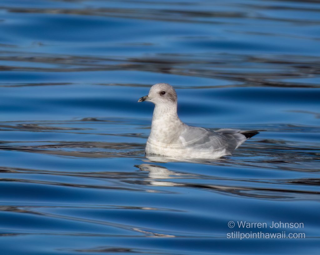 Immature Mew Gull