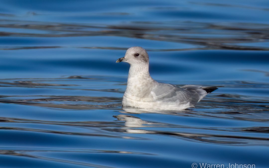 Immature Mew Gull