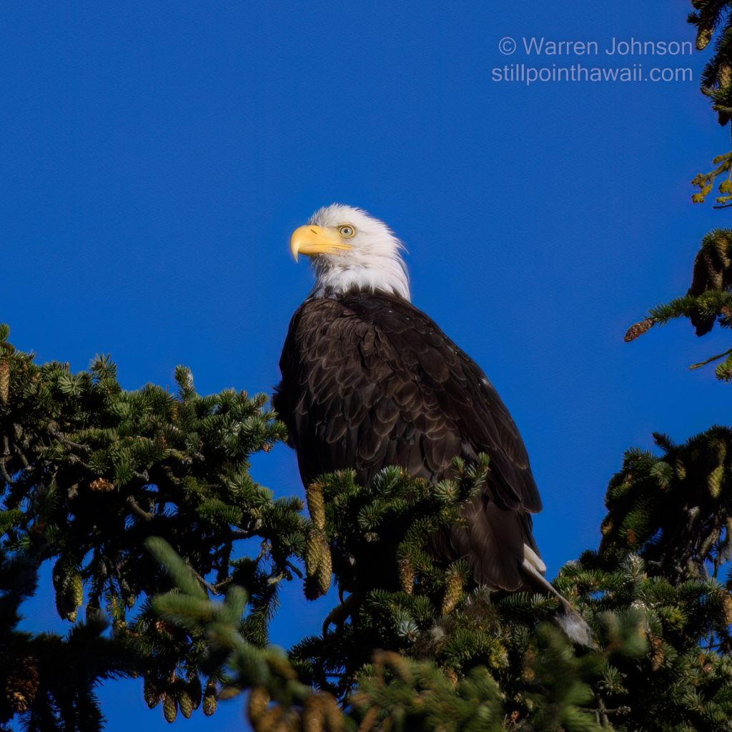 Bald Eagle