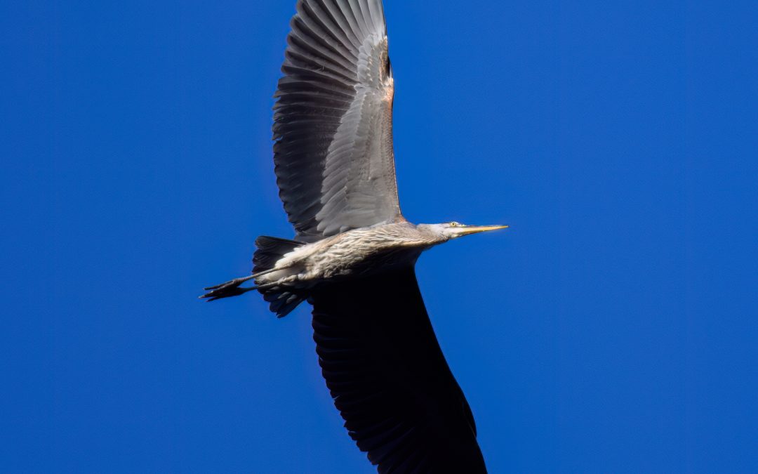 Great Blue Heron