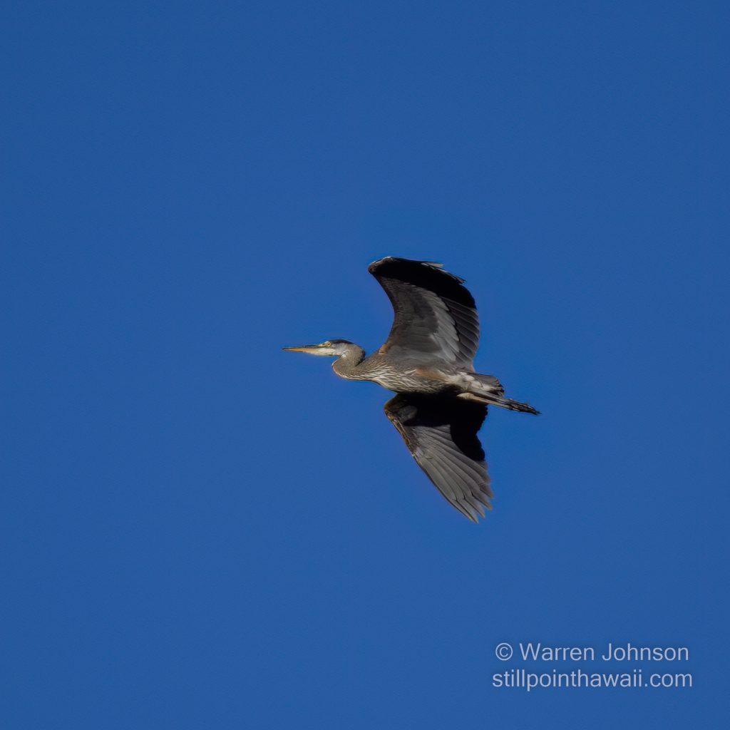 Great Blue Heron