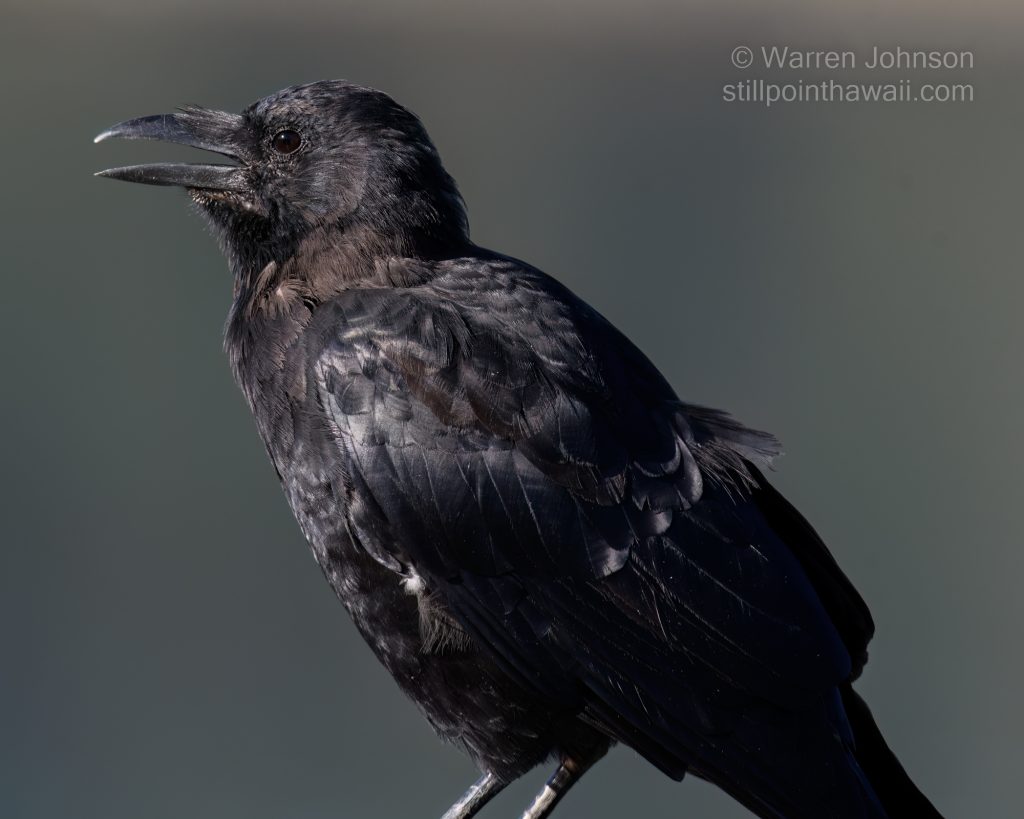 Northwestern Crow