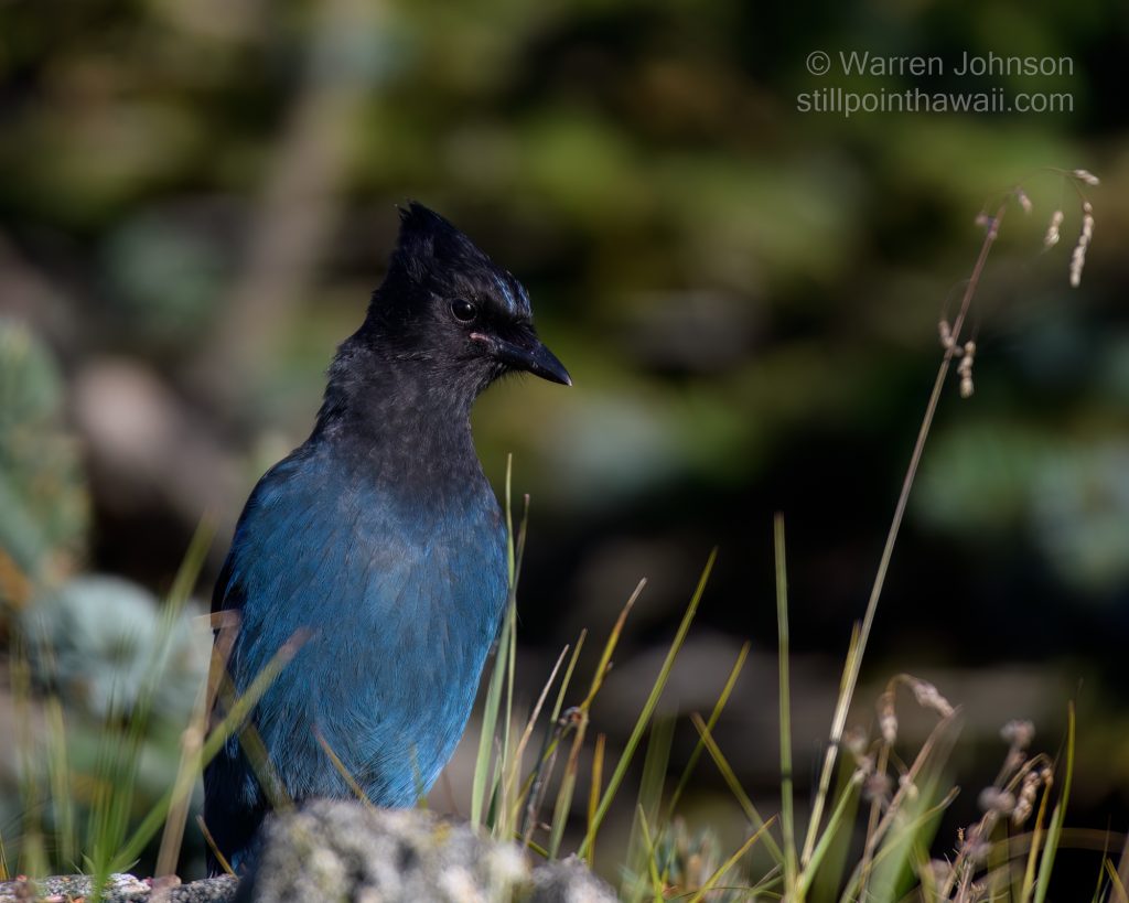 Stellers Jay