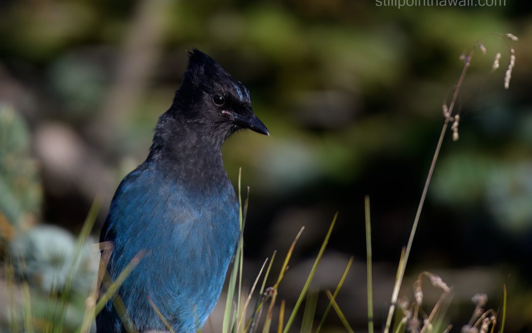 Stellers Jay