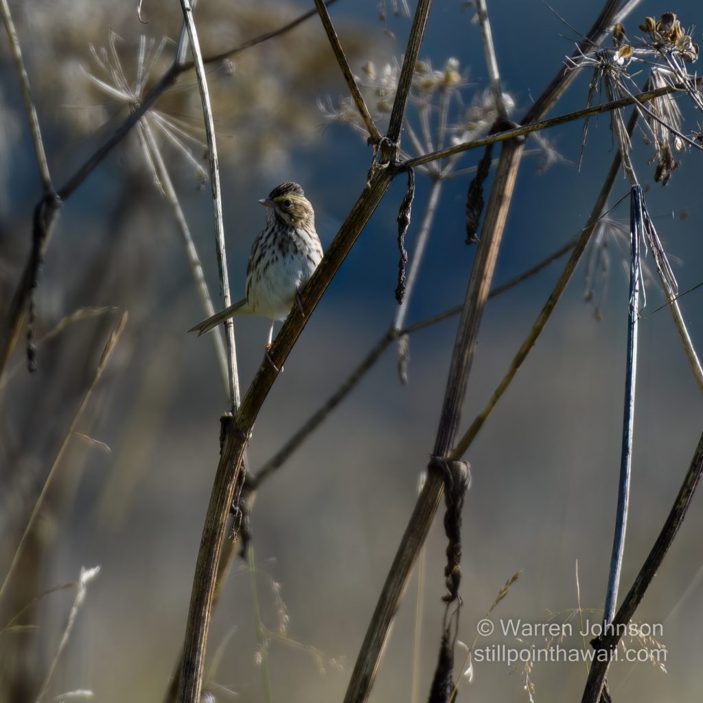 Savannah Sparrow