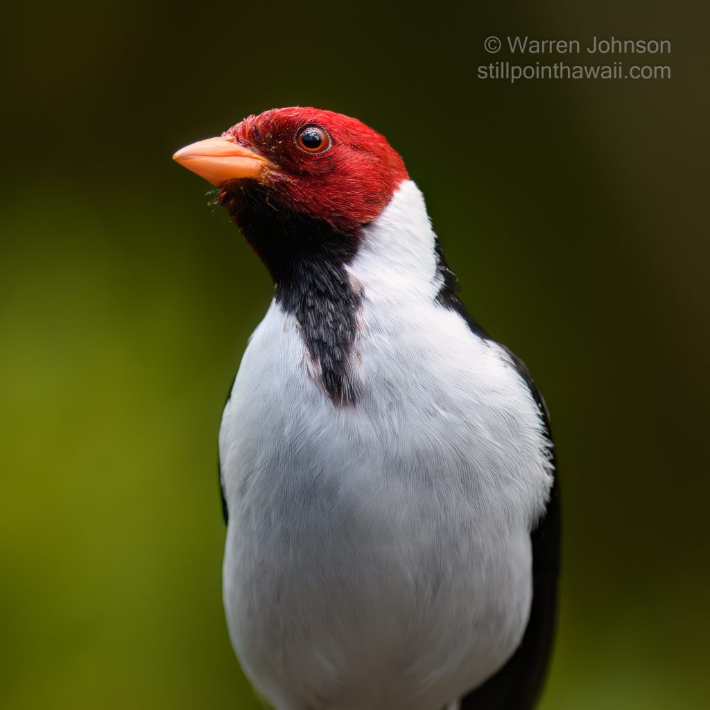 Yellow-billed Cardinal (Paroaria capitata)