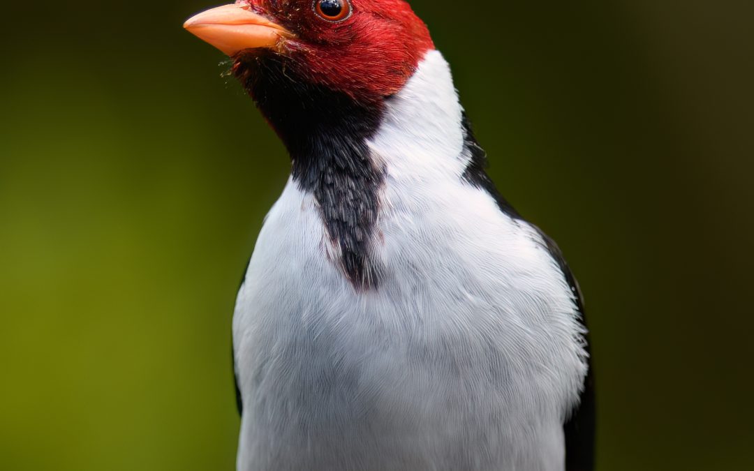 Yellow-billed Cardinal (Paroaria capitata)
