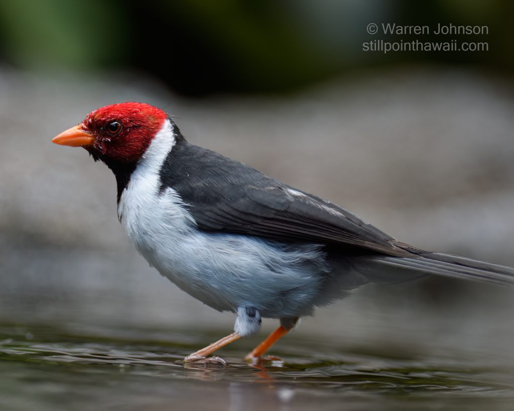 Yellow-billed Cardinal (Paroaria capitata)