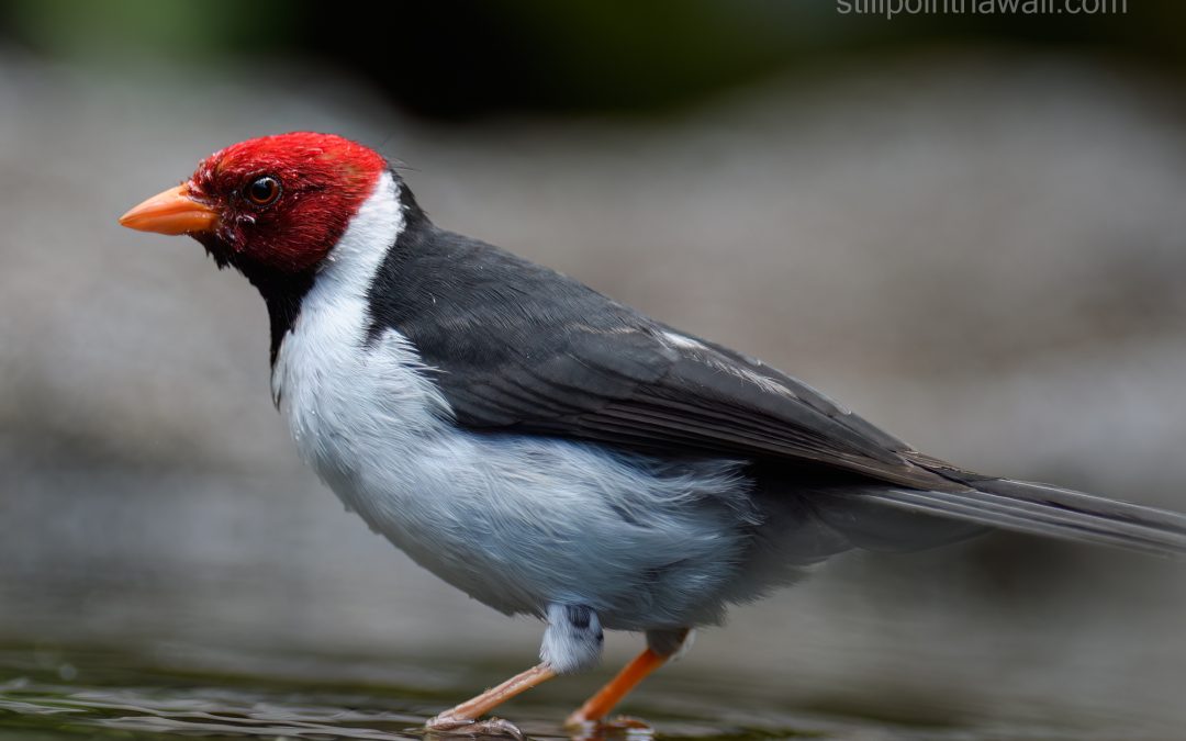 Yellow-billed Cardinal (Paroaria capitata)