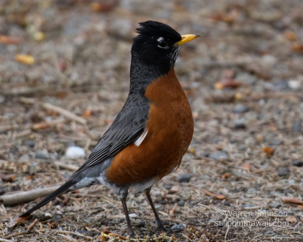 American Robin