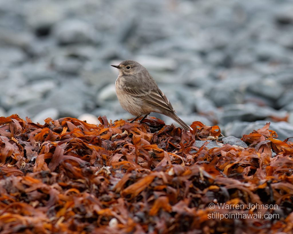American Pipit