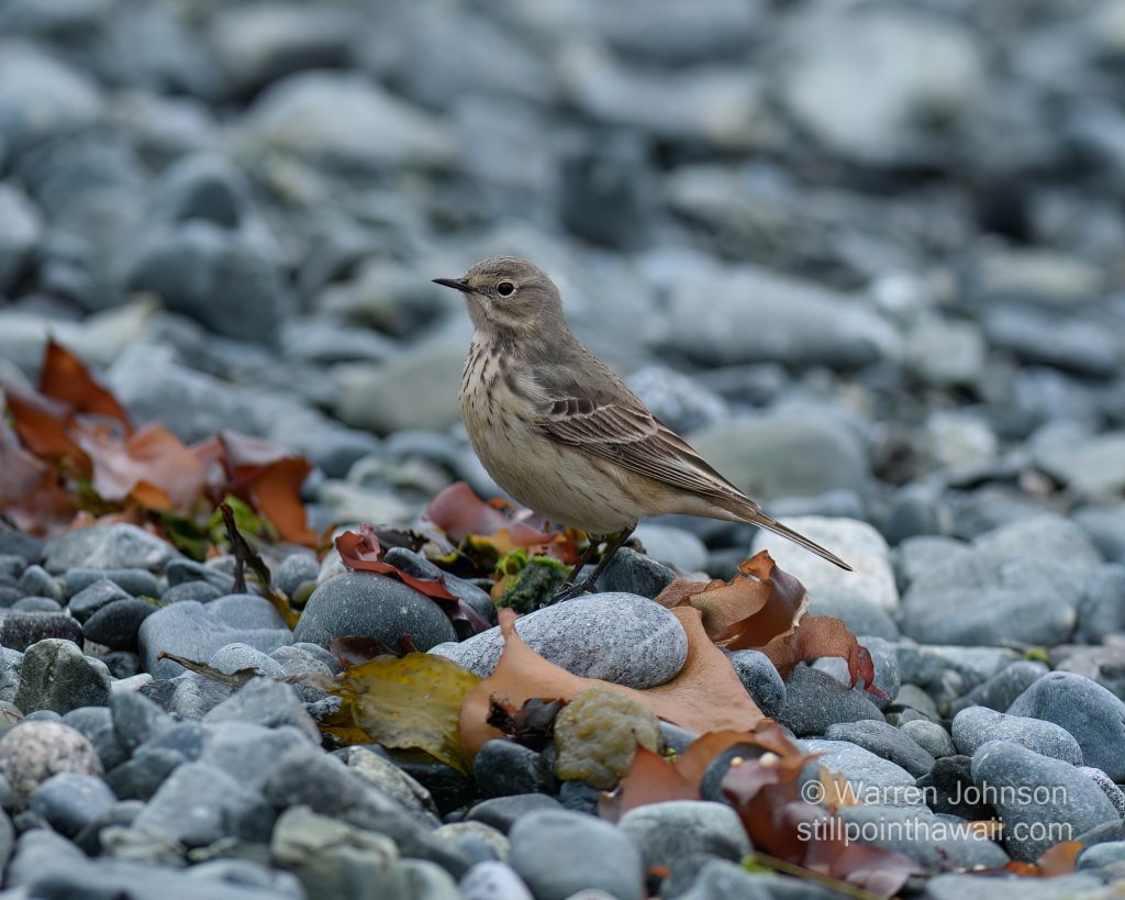 American Pipit