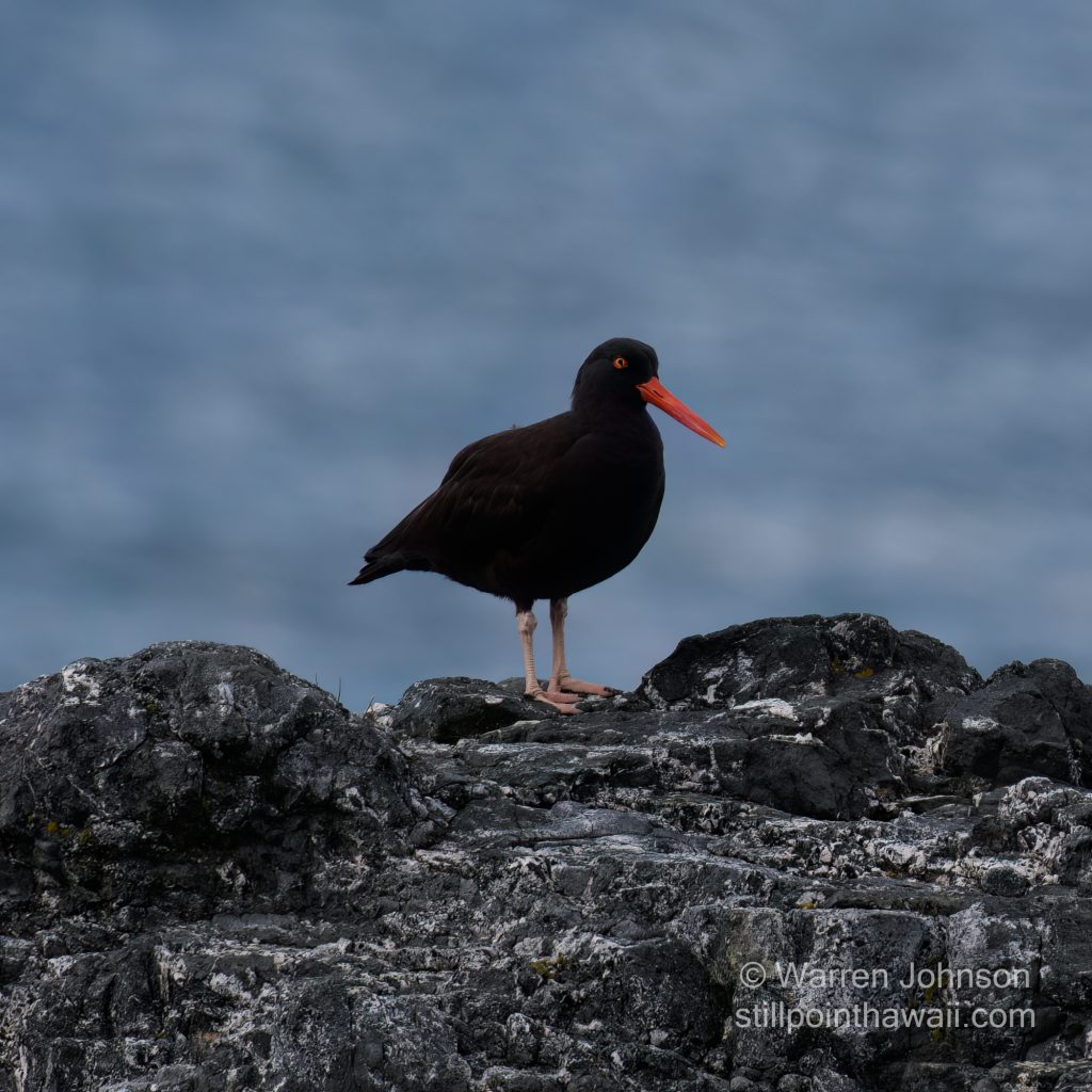 Black Oystercatcher