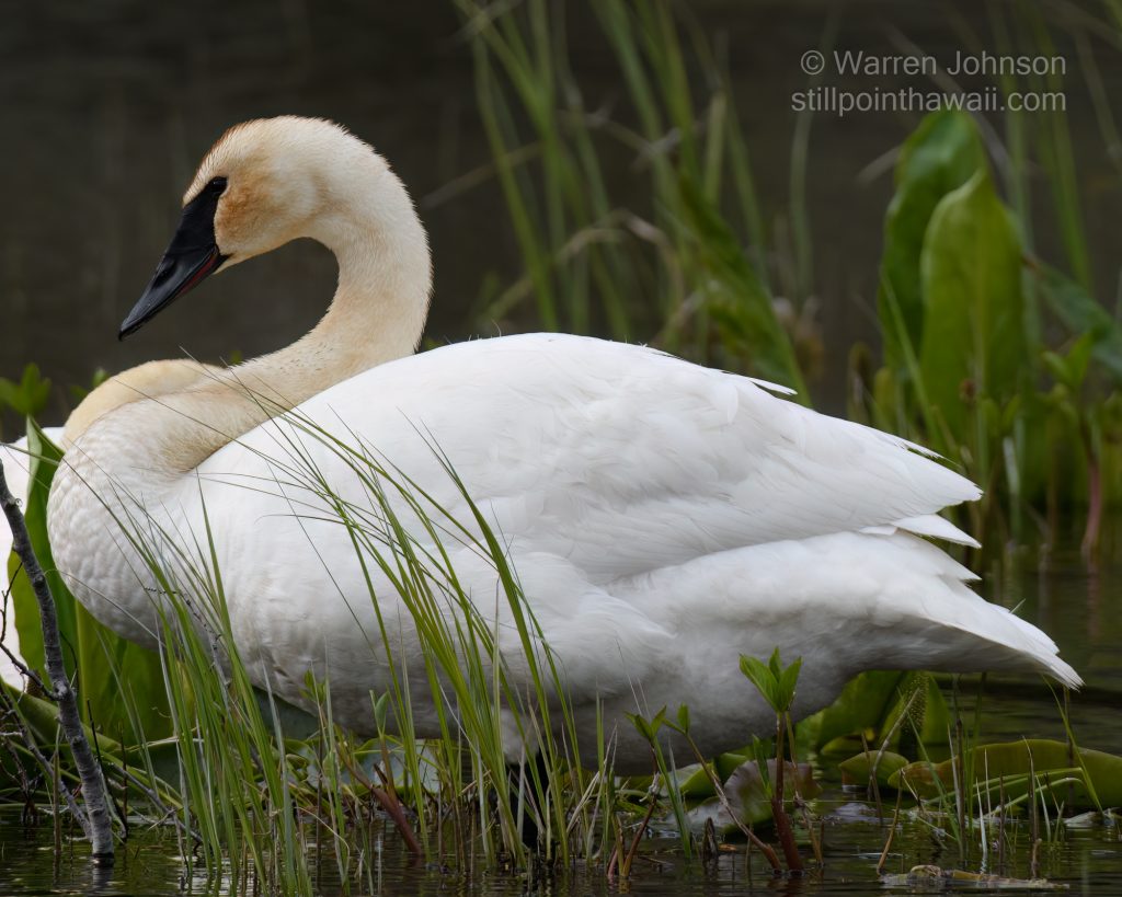 Trumpeter Swan