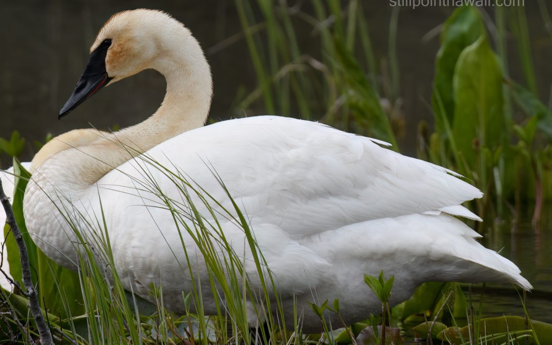 Trumpeter Swan
