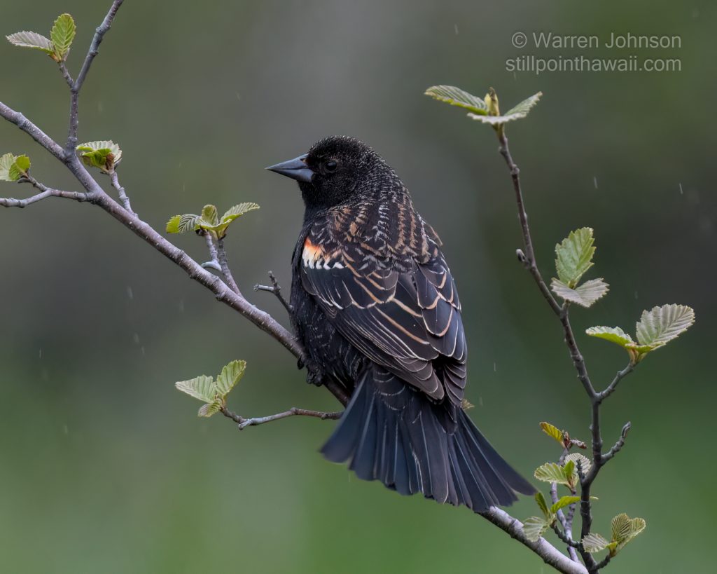 Red-winged Blackbird