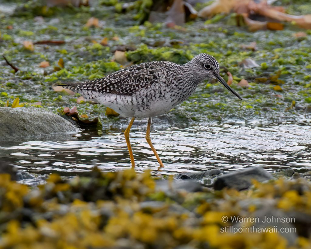 Greater Yellowlegs