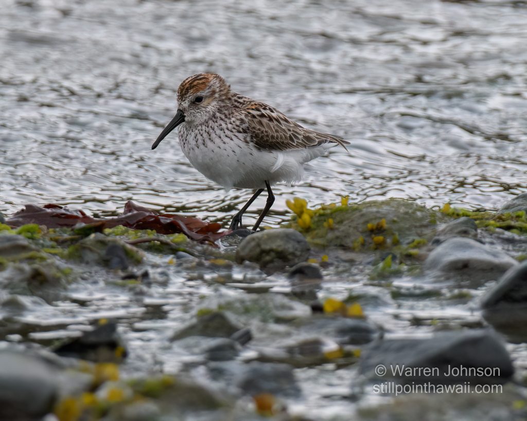 Western Sandpiper