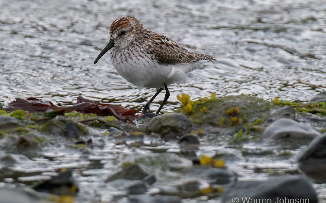 Western Sandpiper