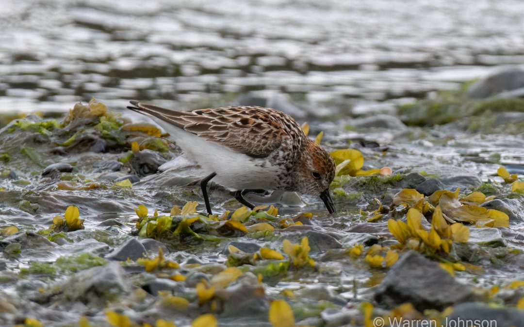 Western Sandpiper